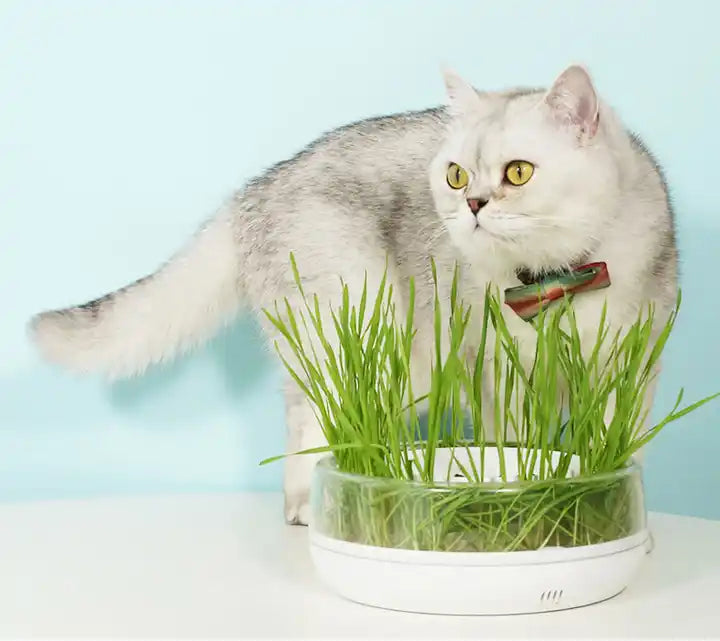 PurrGrow™ Interactive Cat Grass Bowl